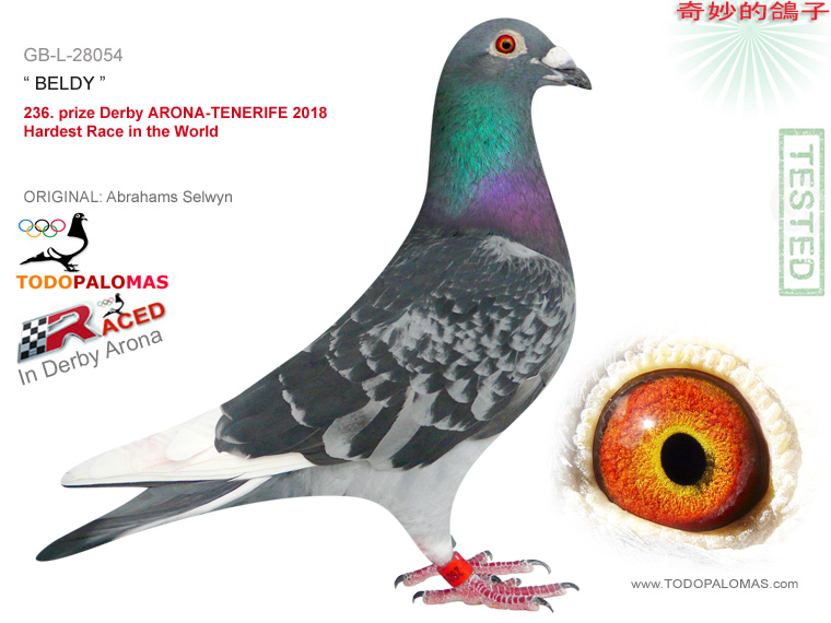 236. prize Derby ARONA-TENERIFE 2018 - Hardest Race in the World