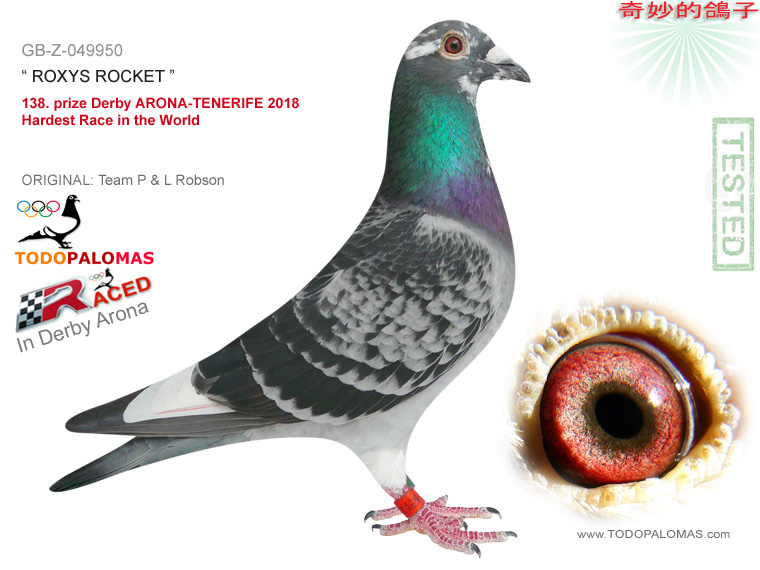 138. prize Derby ARONA-TENERIFE 2018 - Hardest Race in the World