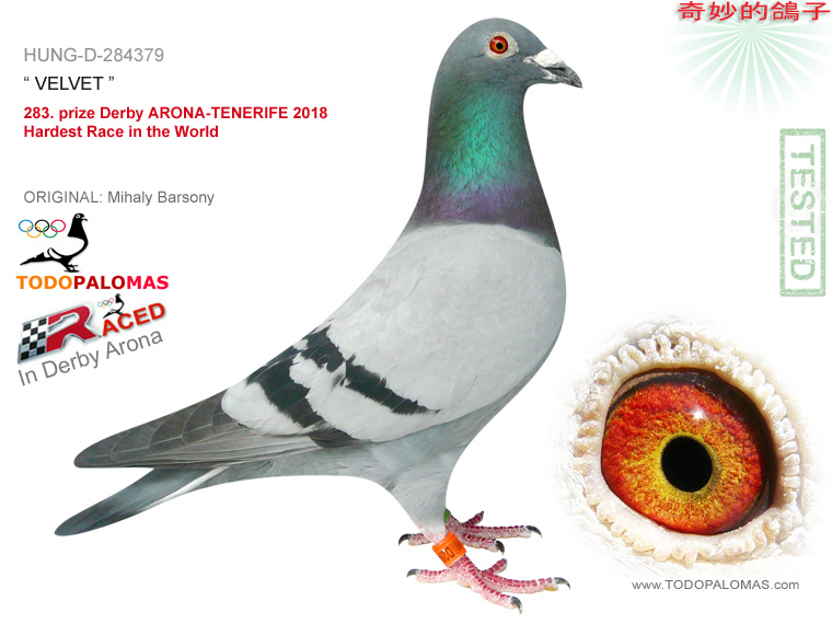 283. prize Derby ARONA-TENERIFE 2018 - Hardest Race in the World