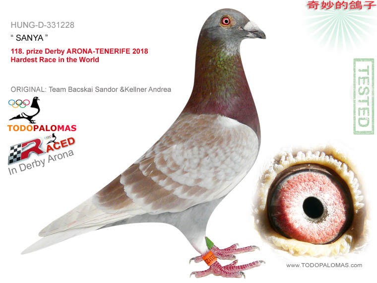 118. prize Derby ARONA-TENERIFE 2018 - Hardest Race in the World
