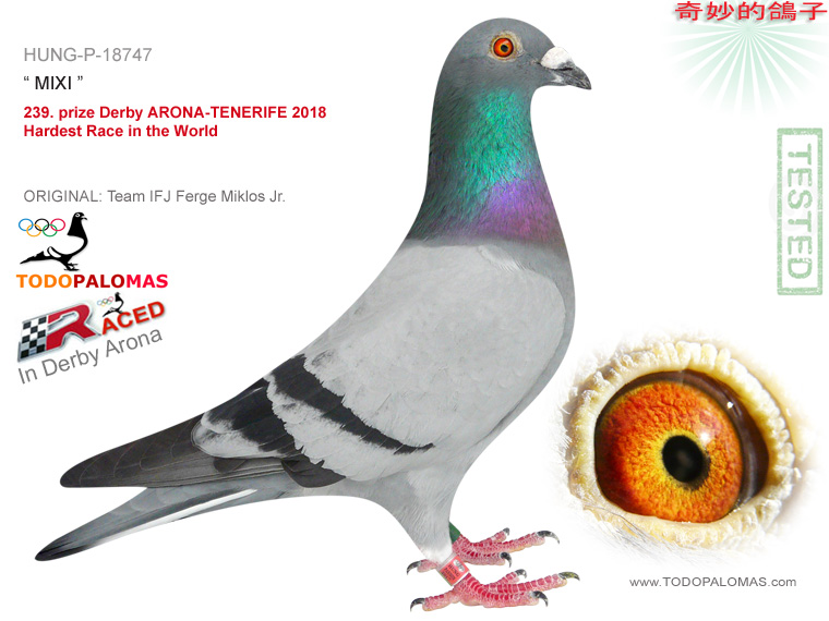 239. prize Derby ARONA-TENERIFE 2018 - Hardest Race in the World