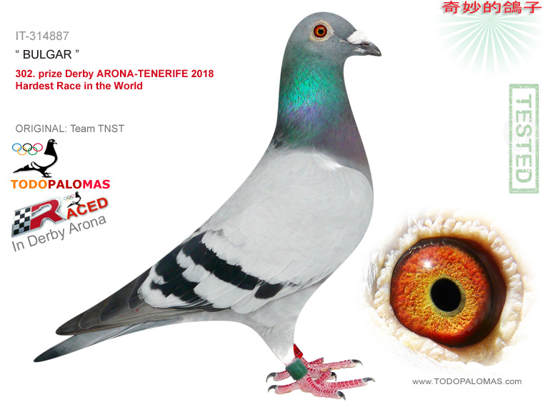 302. prize Derby ARONA-TENERIFE 2018 - Hardest Race in the World