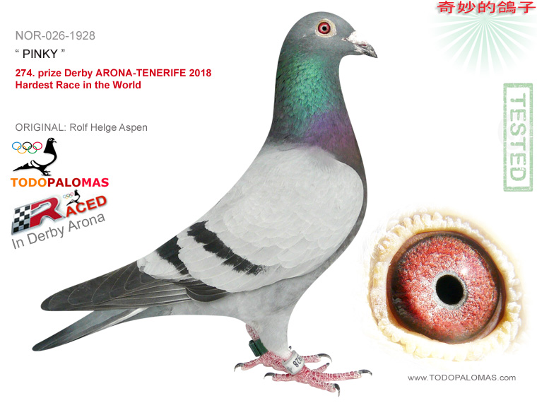 274. prize Derby ARONA-TENERIFE 2018 - Hardest Race in the World