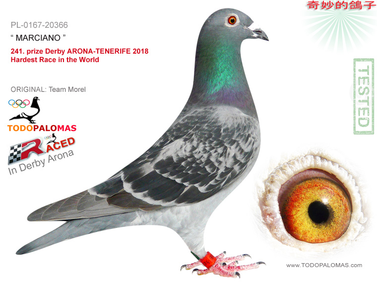 241. prize Derby ARONA-TENERIFE 2018 - Hardest Race in the World