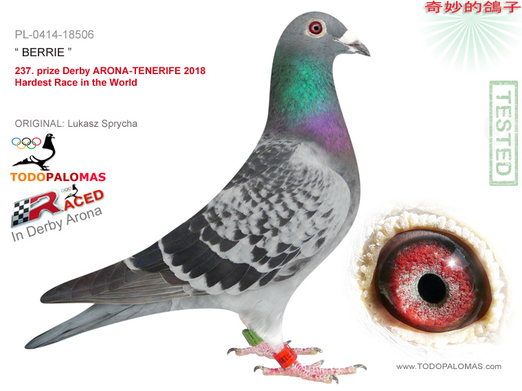 237. prize Derby ARONA-TENERIFE 2018 - Hardest Race in the World