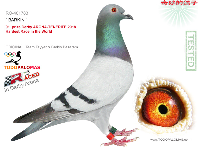 91. prize Derby ARONA-TENERIFE 2018 - Hardest Race in the World