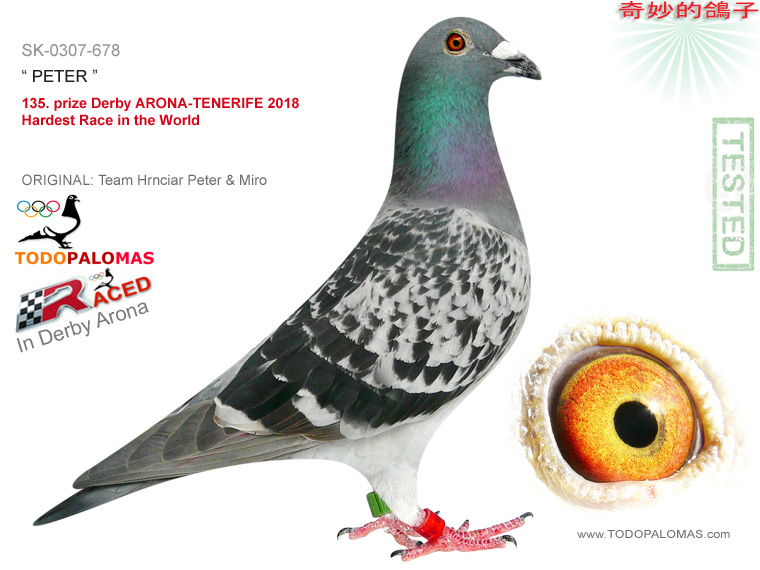 135. prize Derby ARONA-TENERIFE 2018 - Hardest Race in the World