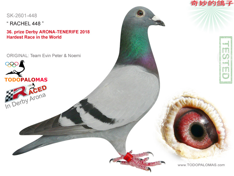 36. prize Derby ARONA-TENERIFE 2018 - Hardest Race in the World