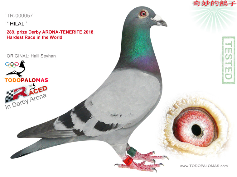 289. prize Derby ARONA-TENERIFE 2018 - Hardest Race in the World