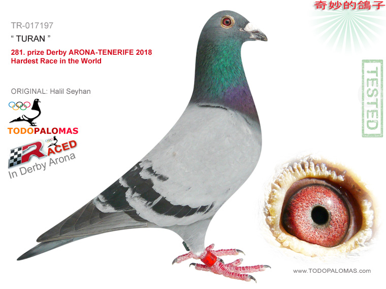 281. prize Derby ARONA-TENERIFE 2018 - Hardest Race in the World